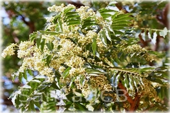 Toona ciliata